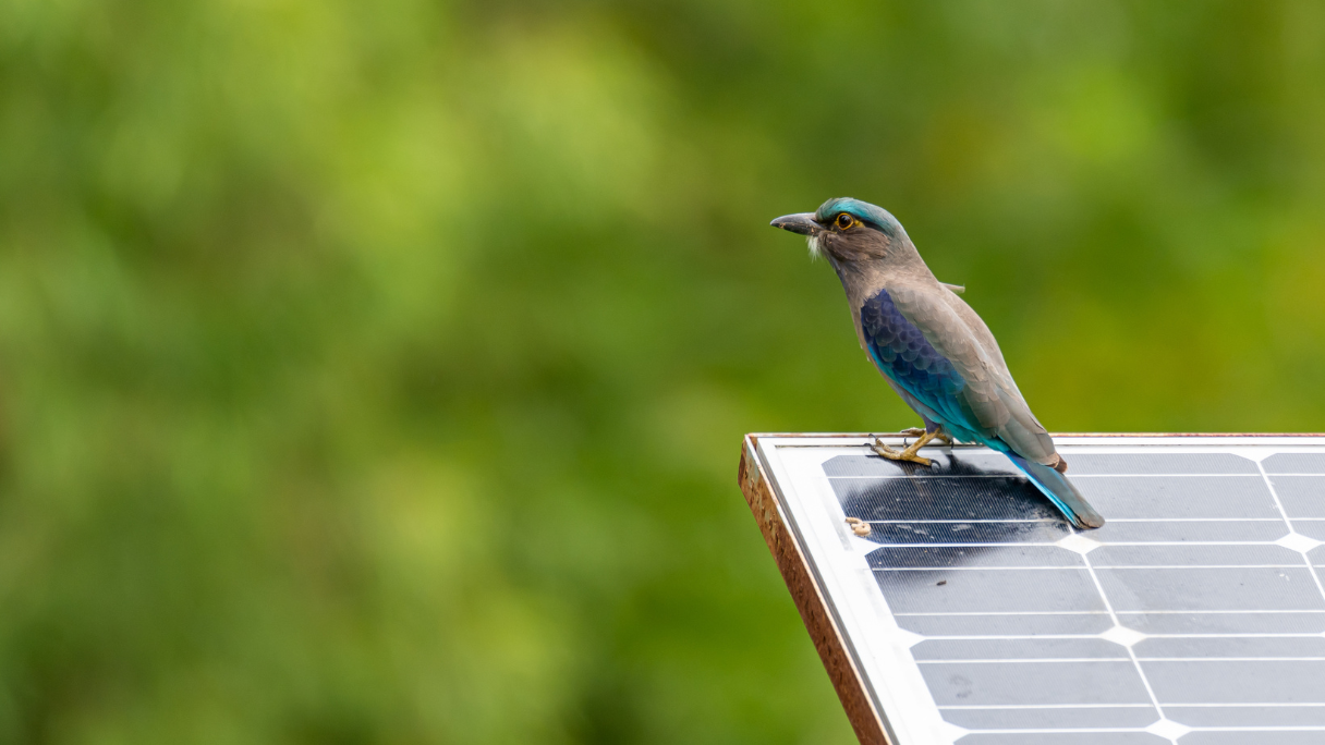 natuur investeren rendement 