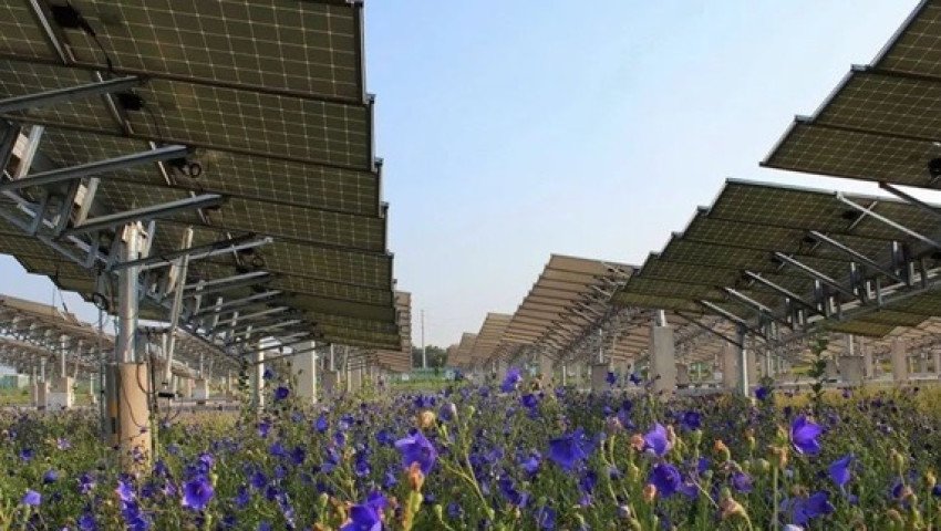 BUAN Agrivoltaics - Agrivoltaics Zonnepark