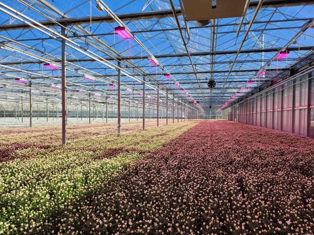 Alled Horticulture Lighting B.V.